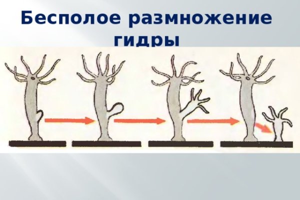 Кракен гидра