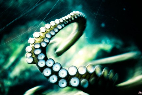 Kraken ссылка зеркало официальный