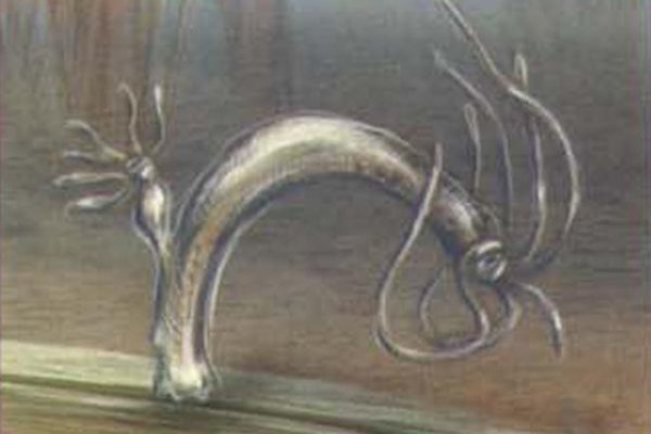 Kraken istand onion