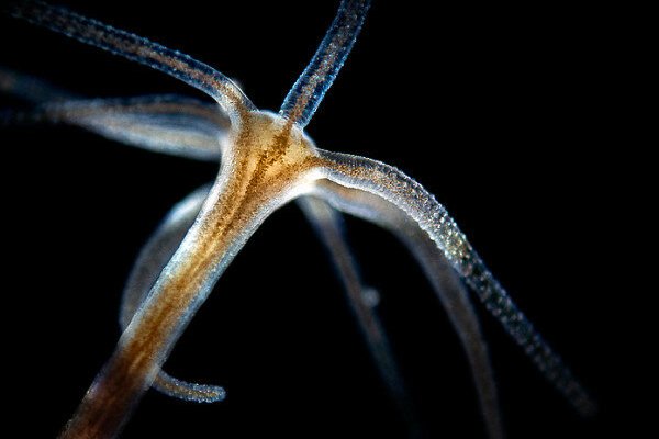 Kraken это современный маркетплейс
