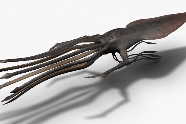 Kraken 19 at